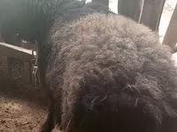 Koç, Blackheaded Persian sheep — foto 3