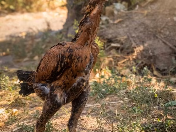 Australian Pit Game fowl