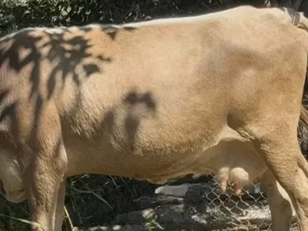 گاو ماده, گاو — گرجستان