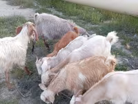 ፍየሎች (ቡድን፣ ጾታ አልተጠቀሰም), Goats — ፎቶ 2