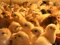 Chickens — عکس 4