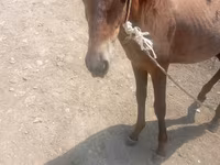 اسب نر, اسب — عکس 2