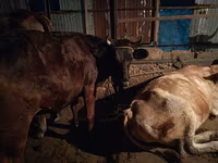 วัวตัวเมีย, Swiss cattle — รูปภาพ 4