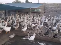 Geese — الصورة 3