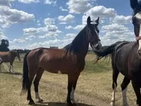 Klisna, Dutch warmblood horse — foto 2