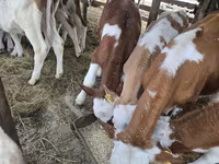 ষাঁড়, Simmental cattle — ছবি 3