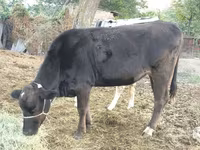 গাভী, Swiss cattle — ছবি 1