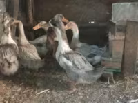 Domestic Muscovy — sawirka 1