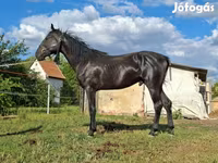 Cal, Nonius horse — foto 7