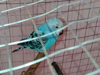 Məhsul: Dalmatin naxışlı mavi-bulat rəngli dalğa papuqayı (budgerigar) — عکس 3