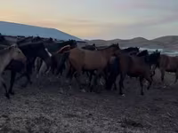 Kuda betina, Kazakh horse — foto 1
