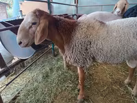 Carnero, Arashan sheep — foto 1
