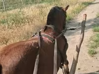 Kůň, Koně — foto 1