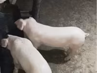母猪, Pigs — 照片 3