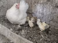 Chickens — 사진 3