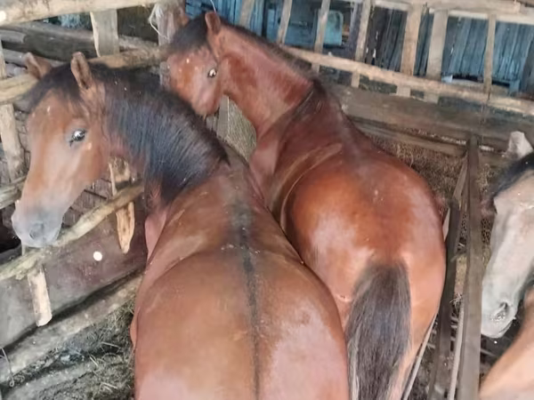 Kuda betina, Horse breed