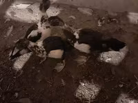 Domestic Muscovy — φωτογραφία 4