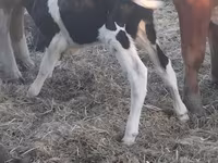 Tyre, Holstein-race — foto 2