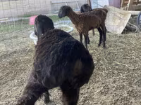 قوچ, Kazakh fat-tailed coarsewool sheep — عکس 1