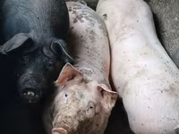 Cinghiale, Maiali — foto 1