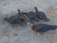 Ducks — عکس 4