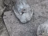 Ducks — عکس 1