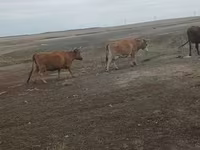گاو ماده, Simmental cattle — عکس 4