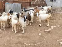 암염소, Damask goat — 사진 4