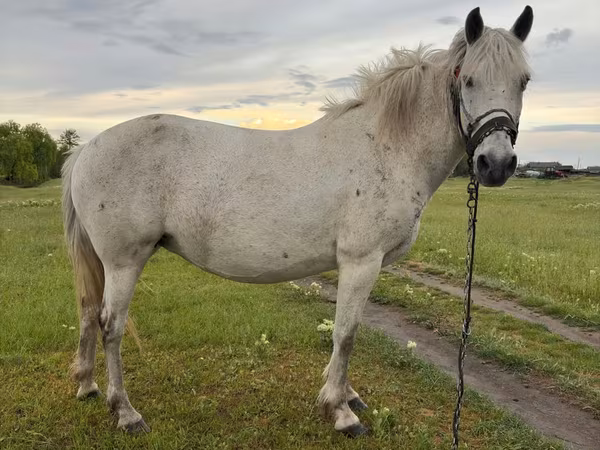 Kuda betina, Horses — Moldova