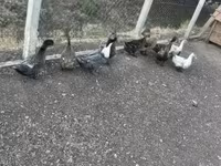 Ducks — photo 2