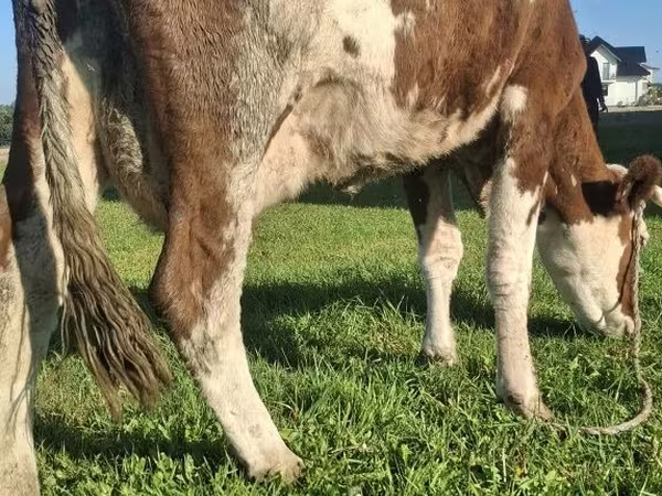 İnək, Simmental cattle