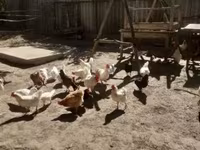Chickens — 照片 5