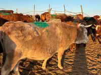 گاو ماده, Simmental cattle — عکس 1