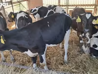 Bulle, Simmental cattle — Foto 5