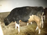 گاو ماده, Simmental cattle — عکس 2