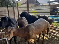 Montone, Rhon sheep — foto 5
