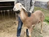Beran, Arashan sheep — foto 3
