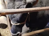 ወንድ በሬ, Cattle — ፎቶ 3
