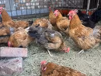 Chickens — الصورة 2