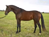 Aygır, Thoroughbred horse — foto 3