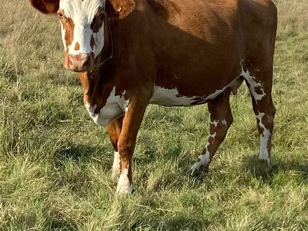 بقرة, Simmental cattle