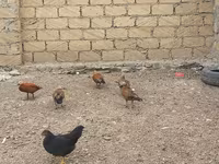 Guinea fowl — zdjęcie 4