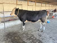 Bou, Simmental cattle — foto 3