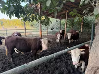 Bovini (lotto, sesso non specificato), Simmental cattle — foto 2