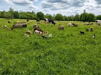 Bull, Cattle — photo 2