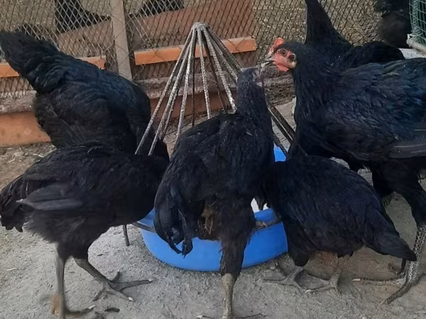 Chickens