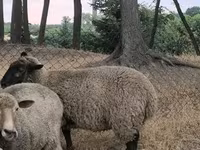 Ovce, White Suffolk sheep — foto 2
