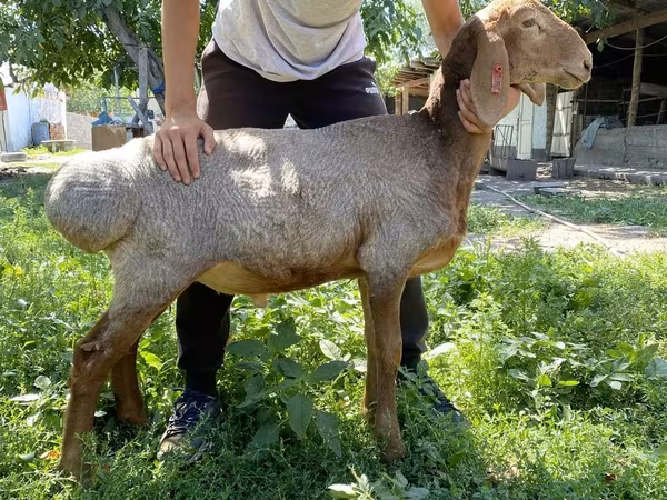 Vædder, Arashan sheep