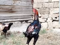 دجاج شمو — الصورة 5