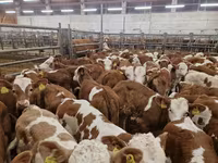 سانڈ, Simmental cattle — تصویر 2